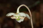 Pipsissewa <BR>Spotted wintergreen